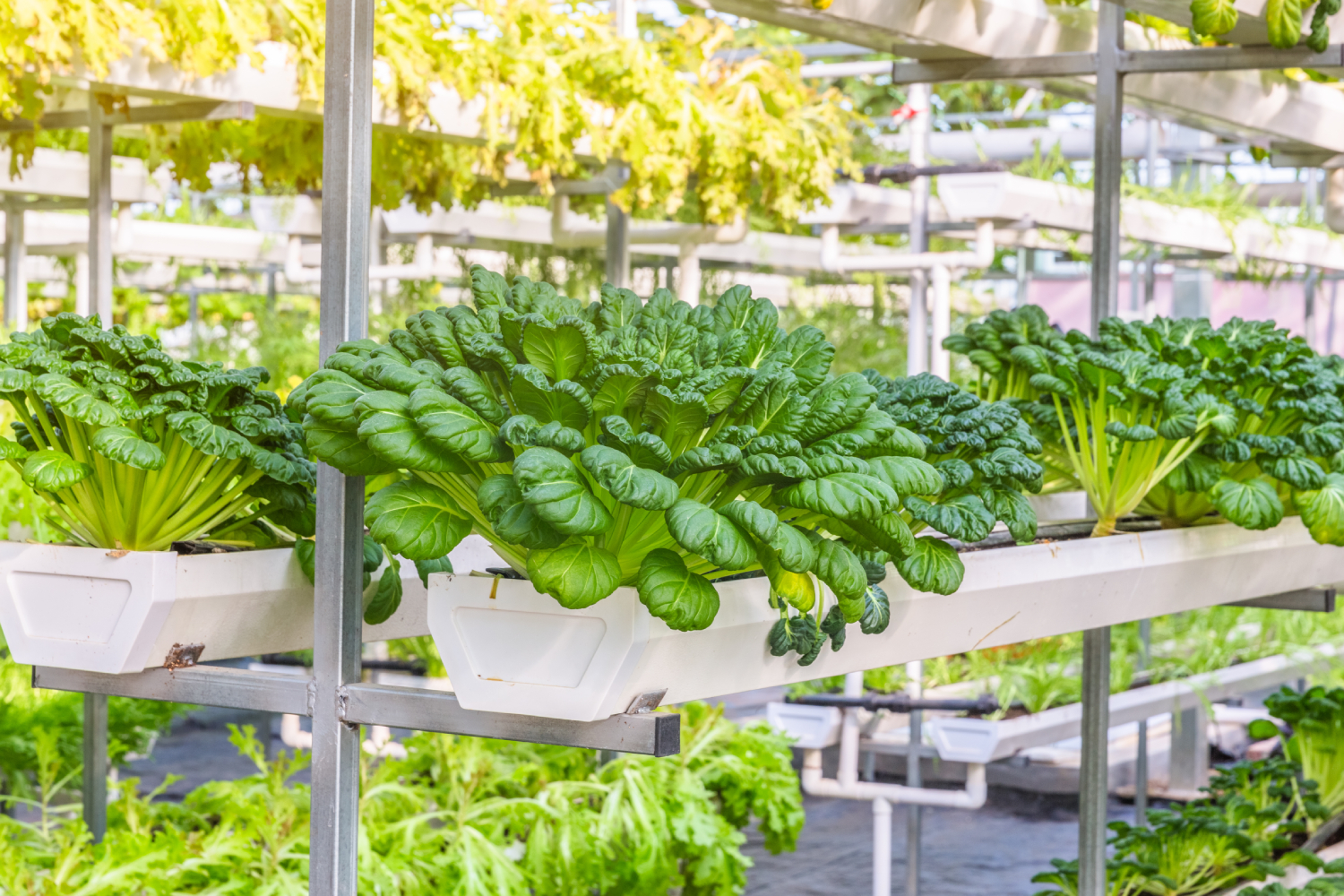 Hydroponic greenhouses