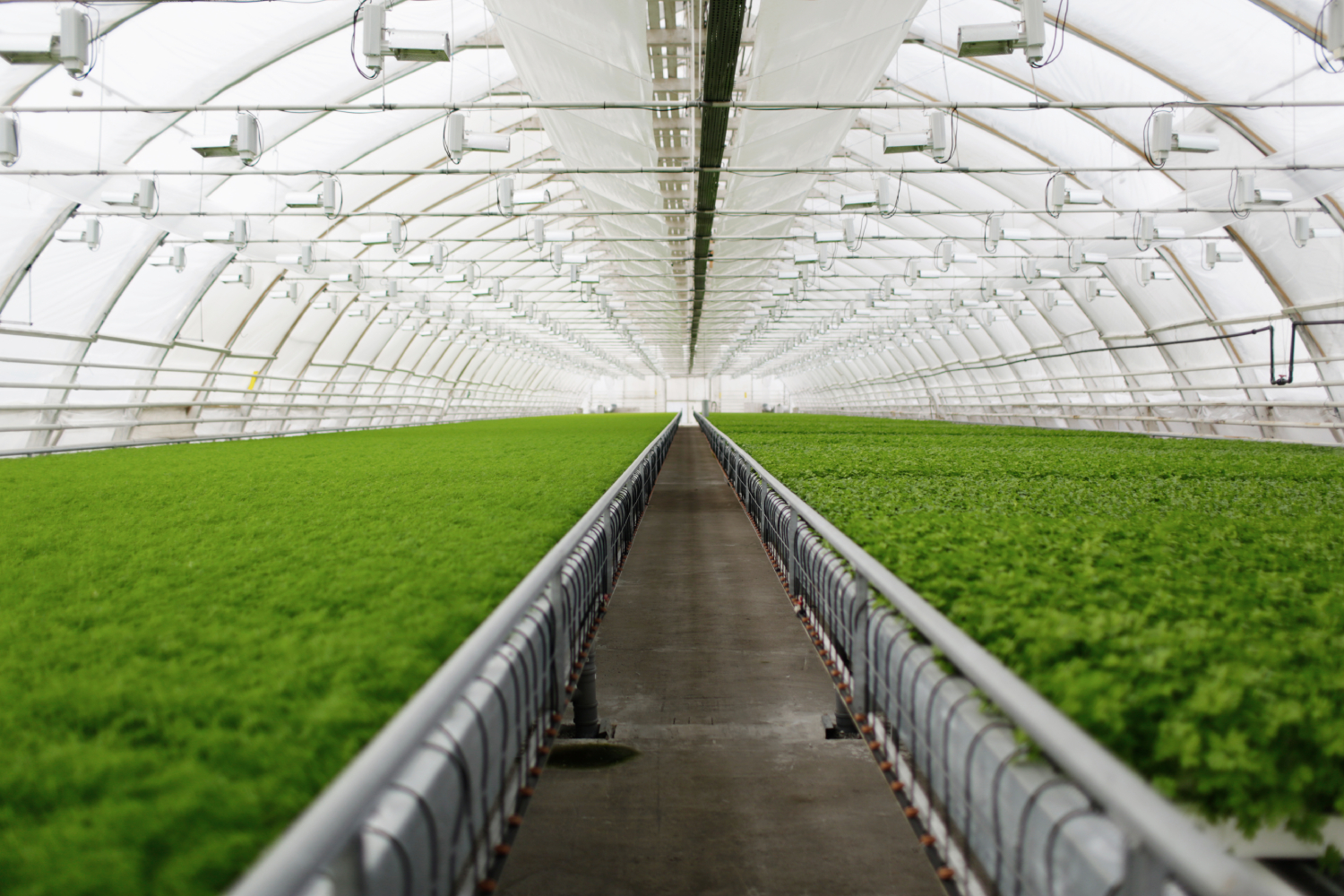 Polycarbonate greenhouses